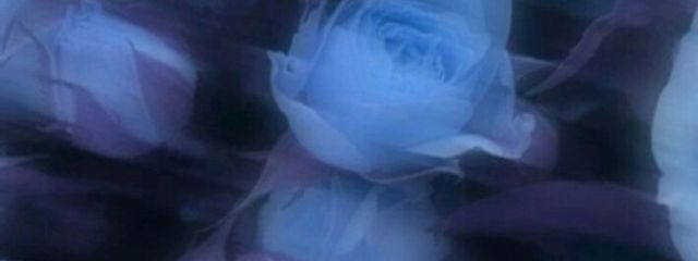 Saori💍𓂃𓈒𓏸︎︎︎︎ 🦈さんの壁紙画像