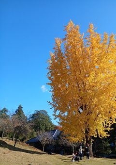 美大生天女、室町で絵描きになります！