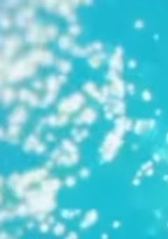 咲狂う夜桜は愛おしくも