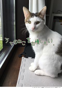 うちのねこを自慢したい。