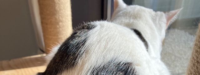 おむすびさんの壁紙画像