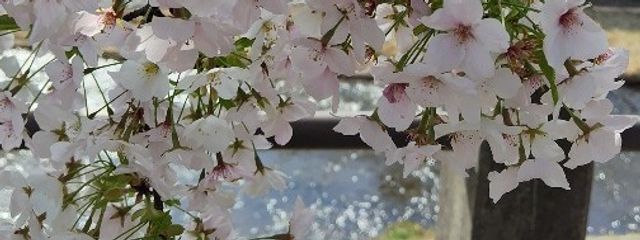 花野　仁菜さんの壁紙画像