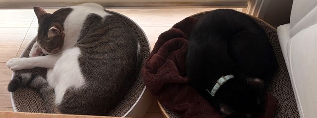 りいね@フォロバ◎さんの壁紙画像