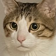 りいね@フォロバ1000さんのアイコン画像