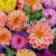 Flowerさんのアイコン画像