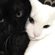 ら む.さんのアイコン画像