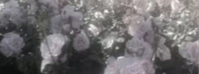ひな ✞꒰ঌ୨୧໒꒱✞さんの壁紙画像