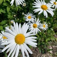 酢さんのアイコン画像