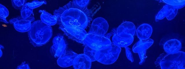 らおらおらさんの壁紙画像
