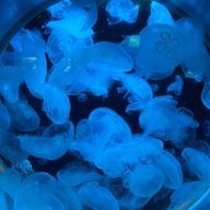 🍙さんのアイコン画像