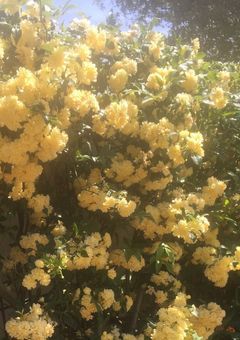 叶わぬ恋なんて。