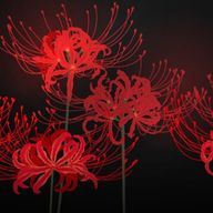 ꙳✧˖彼岸文庫˖°⌖さんのアイコン画像