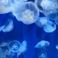 ꙳✧˖深海文庫˖°⌖さんのアイコン画像