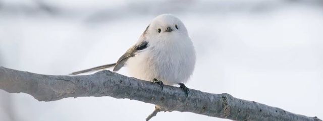 NAGI サブ垢さんの壁紙画像