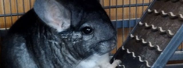 カンヒュ大好きなゆきちさんの壁紙画像