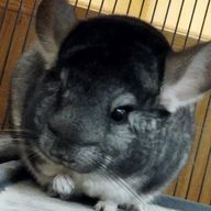 カンヒュ大好きなゆきちさんのアイコン画像