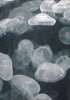 忘れたい気持ち────