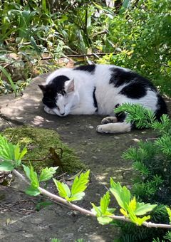 唯の雑談所.(リレー部屋になりました)