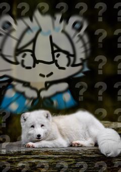 転生したらホッキョクギツネだった件