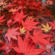 -紅🍁葉-さんのアイコン画像