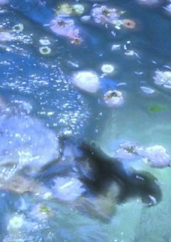 海の歌姫 .