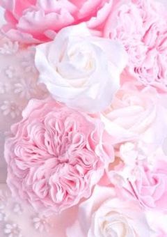 転生したら夢小説のぶりっ子だった件