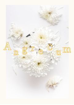 Angrecum