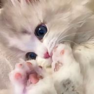 💫︎ ︎ ︎㌠さんのアイコン画像