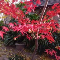 あかりさんのアイコン画像