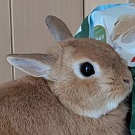 イオ🎼さんのアイコン画像
