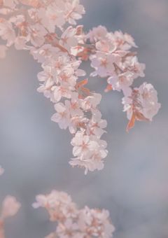 関西の紅一点