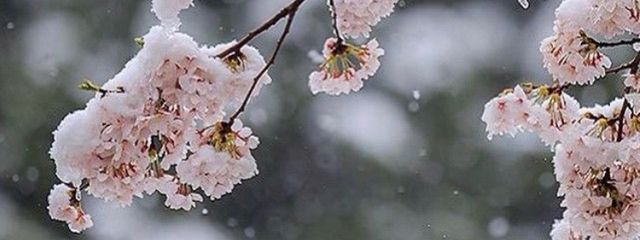 雪兎　桜🌸さんの壁紙画像