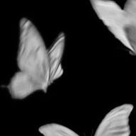 　♔　悠月　♔さんのアイコン画像