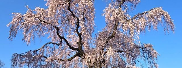 なっつーさんの壁紙画像
