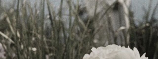 さきさんの壁紙画像