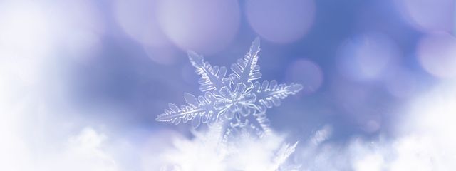 ニコさんの壁紙画像