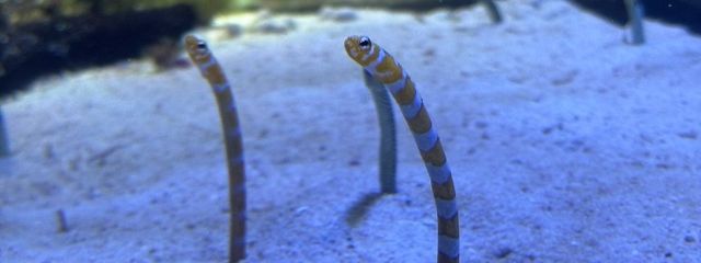 一之瀬　このは@活休中さんの壁紙画像