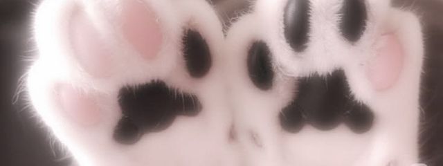 猫さんの壁紙画像