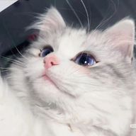 猫さんのアイコン画像