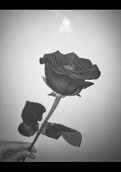 あの赤い薔薇の花が咲くところ　:　もしも、別の世界で生まれたのなら__。