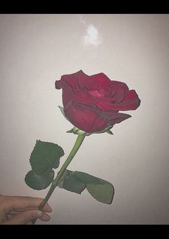 あの赤ヰ薔薇の華が咲く所 ___