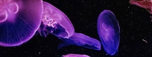 骸花_くらげさんの壁紙画像