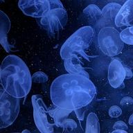 菊さんのアイコン画像