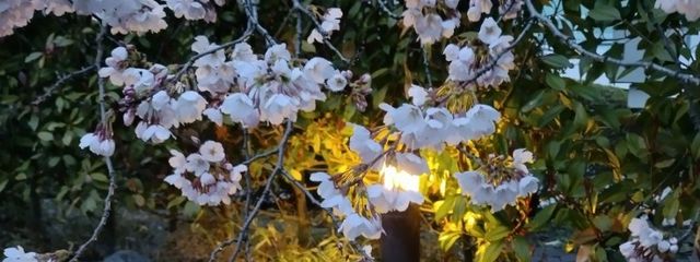 かおりさんの壁紙画像