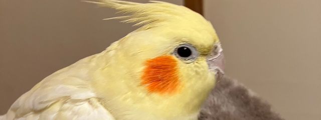 　あかねさんの壁紙画像