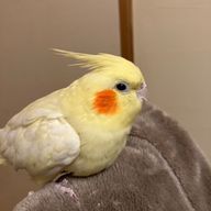 あかねさんのアイコン画像