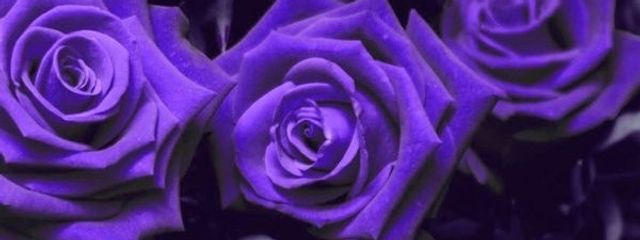 紫雲さんの壁紙画像