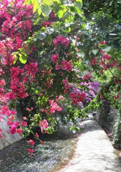 今日、好きになりました『ブーゲンビリア編』