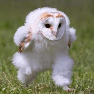 えっほっほ　@　低浮　@　見る専さんのアイコン画像