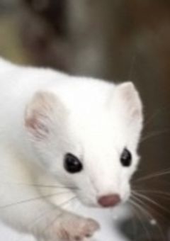 うきふねかりんの小説コンテスト
